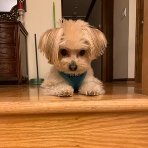 Meet your Posher, Ivy